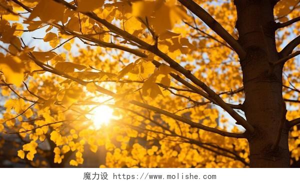 秋天的银杏树金秋银杏自然风景